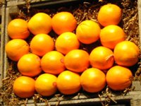 cageot d'oranges