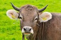une vache: vocabulaire anglais-français
