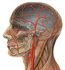 human head anatomy