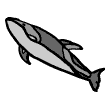 clipart-vocabulary-dolphin