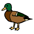 clipart-vocabulary-duck