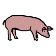 clipart-vocabulary-pig