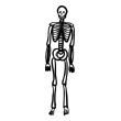 clipart-vocabulary-skeleton